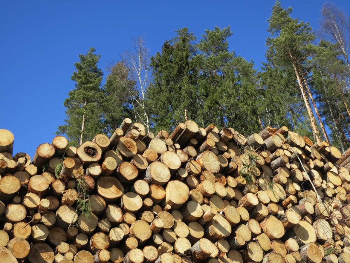 Puukauppa jatkunut normaalisti lakoista huolimatta Pohjois-Suomessa