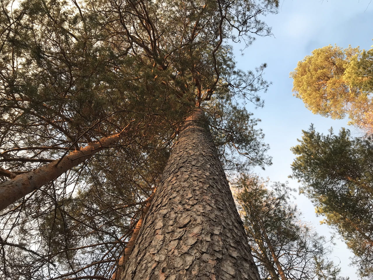 Blogi: Uskallammeko nähdä metsän ja luonnon palveluna?