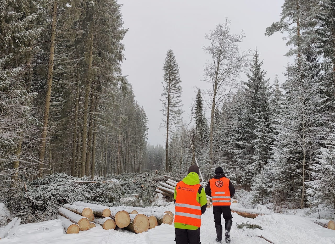 Hyödynnä jäsenyyden edut – käytä metsäammattilaista apuna puukaupassa