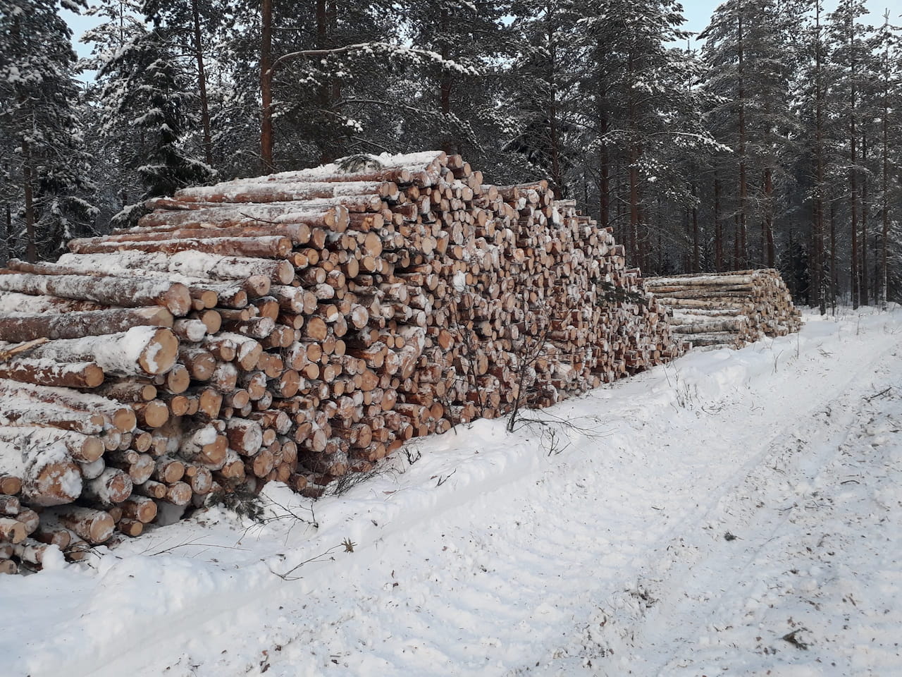 Hyödynnä jäsenyyden edut – käytä metsäammattilaista puukaupassa apuna