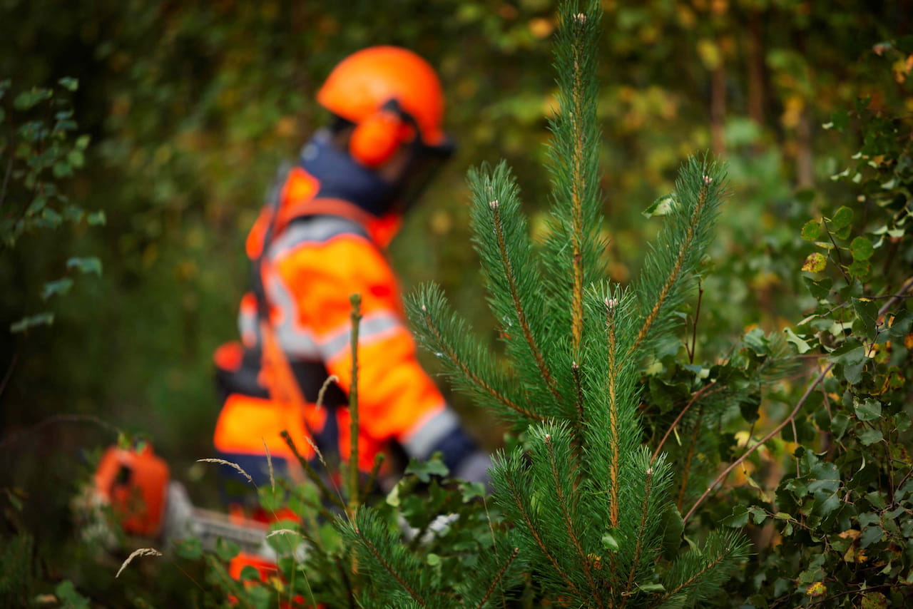 Mhy Etelä-Savo hoitaa metsänomistajiensa metsiä kestävästi ja vastuullisesti