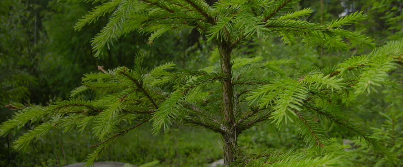 Metsätaloutta, hiilinielua ja luonnonhoitoa
