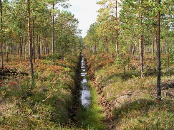 Metsänhoitoyhdistyksestä saat apua suometsien hoitoon