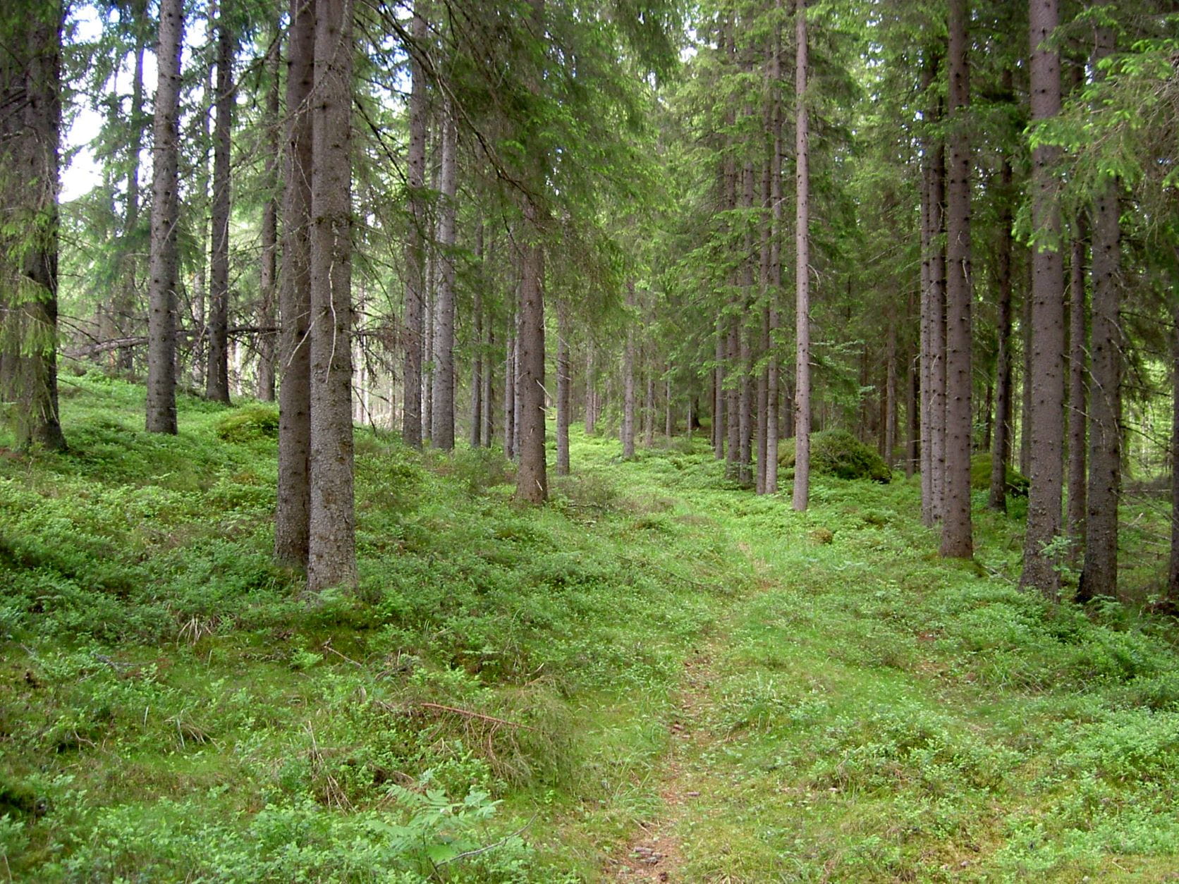 Liity yhteismetsään