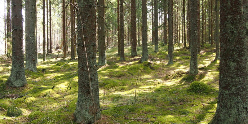 Myyjän markkinassa pitää olla malttia kilpailuttaa puukauppa