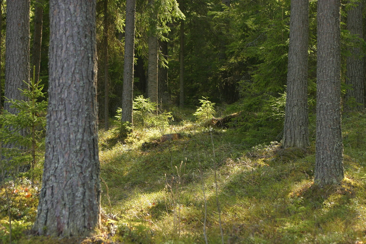 Yhtään puuta ei kaadeta huvikseen