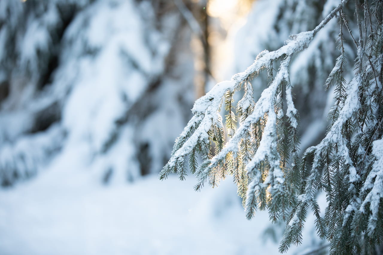 Puumarkkinakatsaus joulukuu 2025