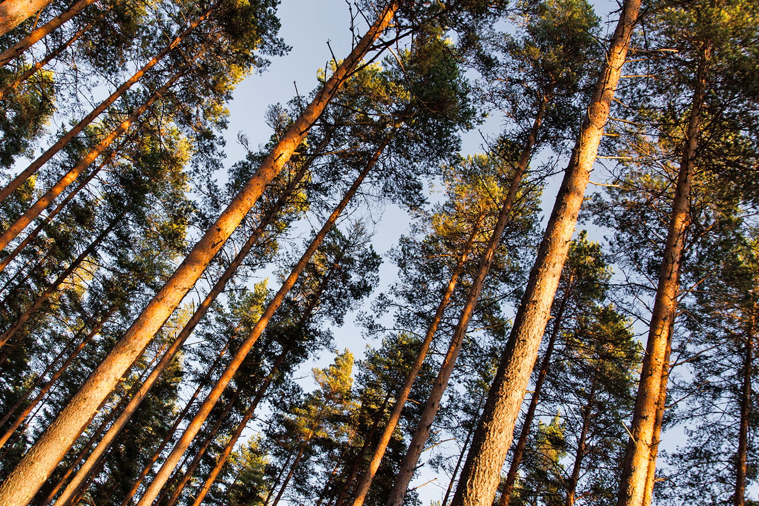 Mäntymetsä