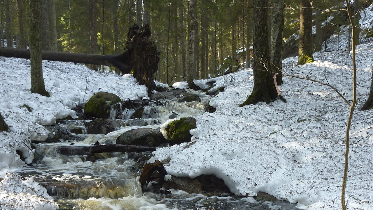 Monimuotoisuutta metsässä neljältä vuosikymmeneltä