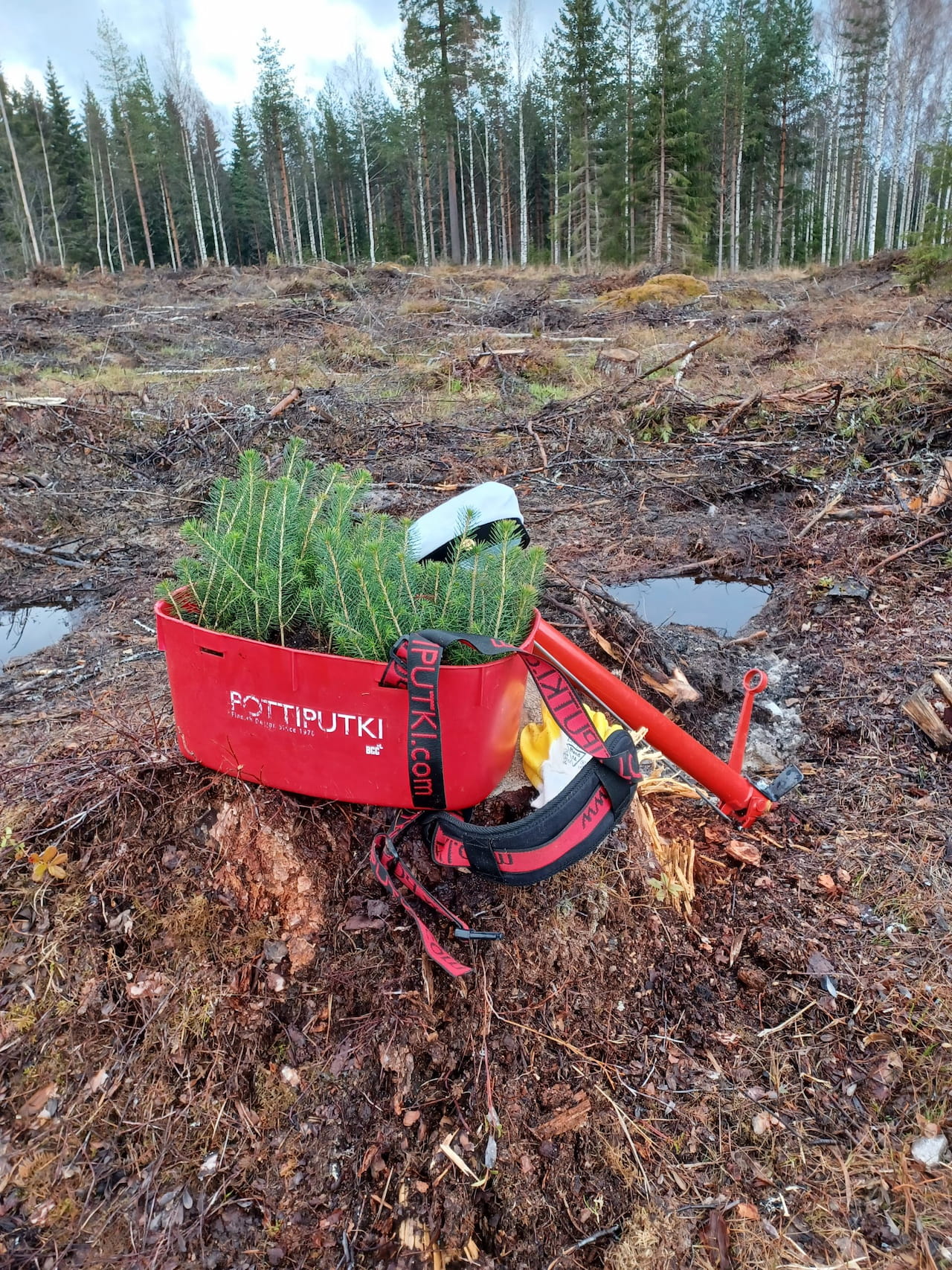 Kevät on metsän istutuksen aikaa