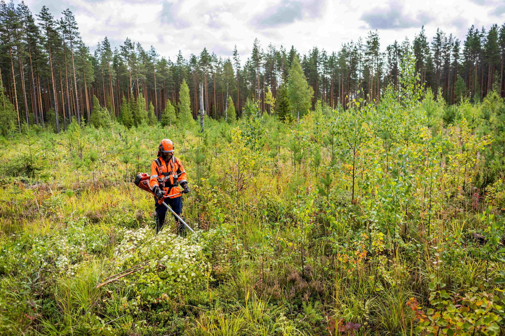 1. Tarkista taimikoiden hoitotarve