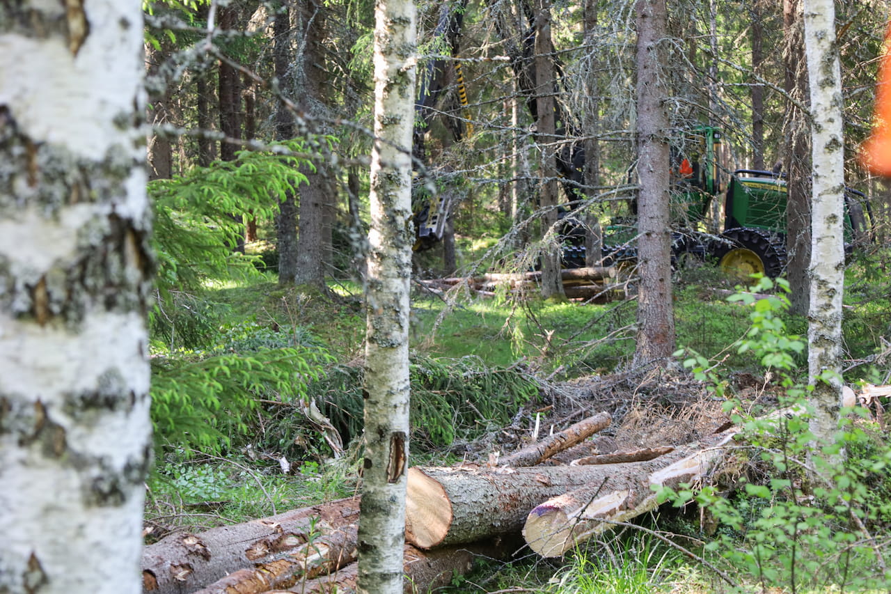 Metsänhoitoyhdistyksen avulla onnistut puukaupassa