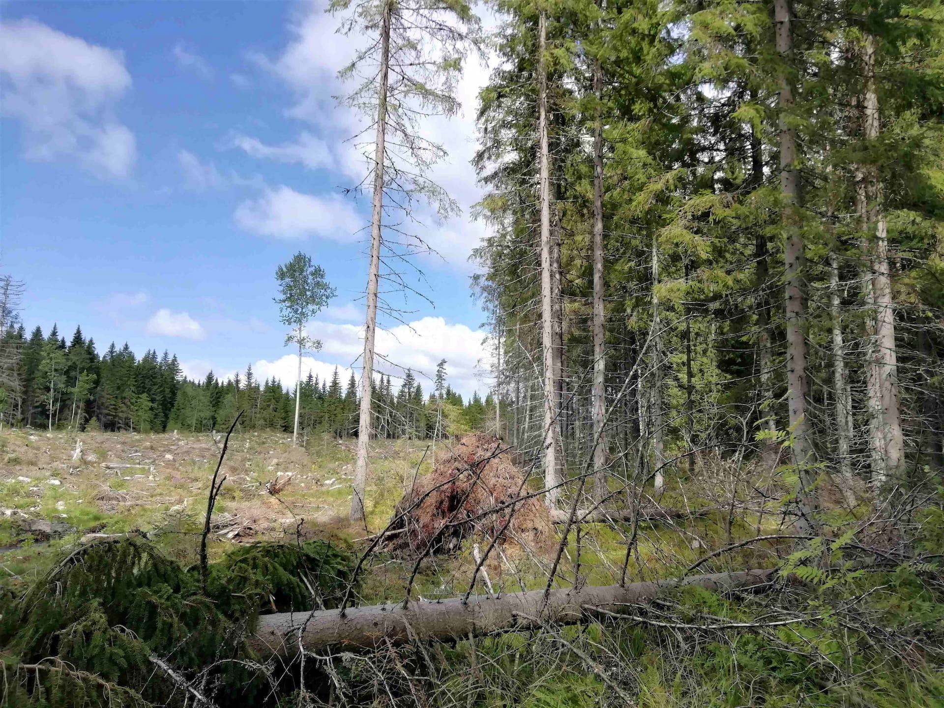 Metsätuhot ja niiden tunnistaminen sekä torjunta - Jäsenetu