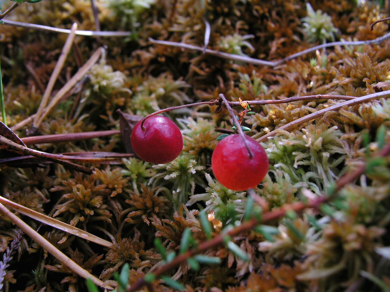 Metsävaltuuskunnan metsäseminaari 1.11.2023 kello 13.00 alkaen