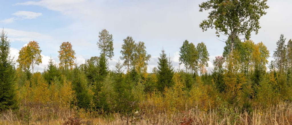 Luonnonhoito talousmetsässä