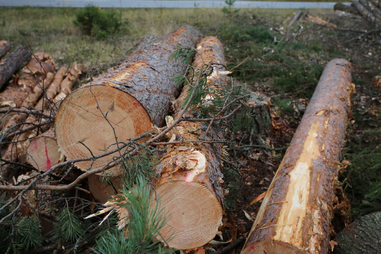 Puumarkkinakatsaus marraskuu 2025