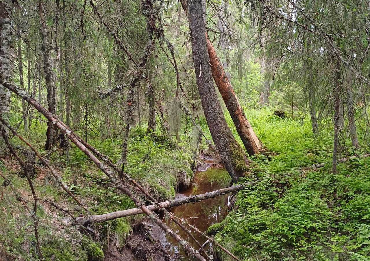 Ympäristötukea on mahdollista hakea esimerkiksi erityisen arvokkaille luontokohteille kuten puroille.