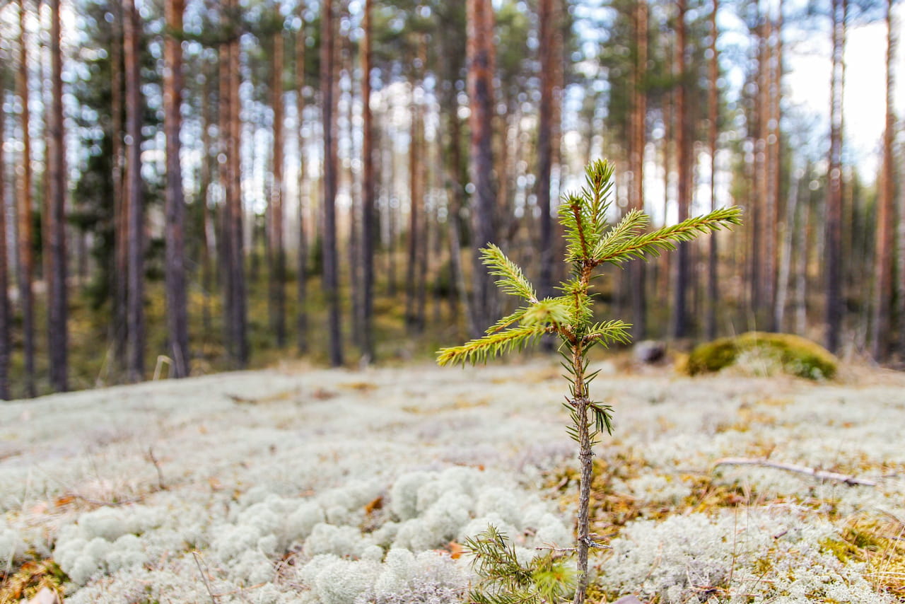 Alueellisten metsäohjelmien uudistaminen käynnistyy