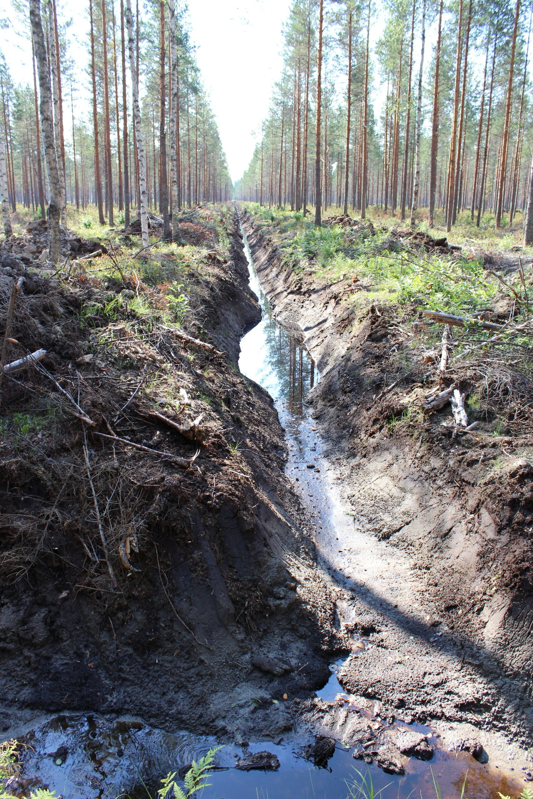 Ympäristökoulutussarja 3/3: Vesilaki ja ojitus