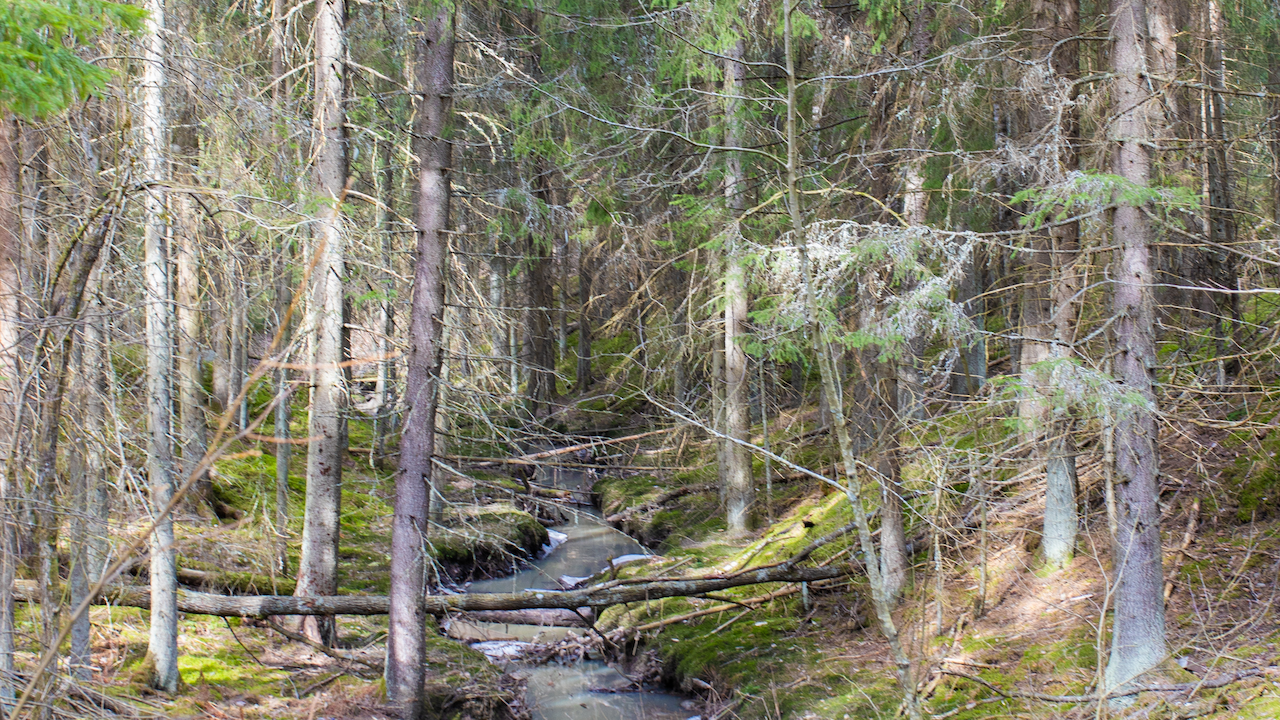 Monimuotoinen metsä osa 3: Pienet vedet, suuret vaikutukset