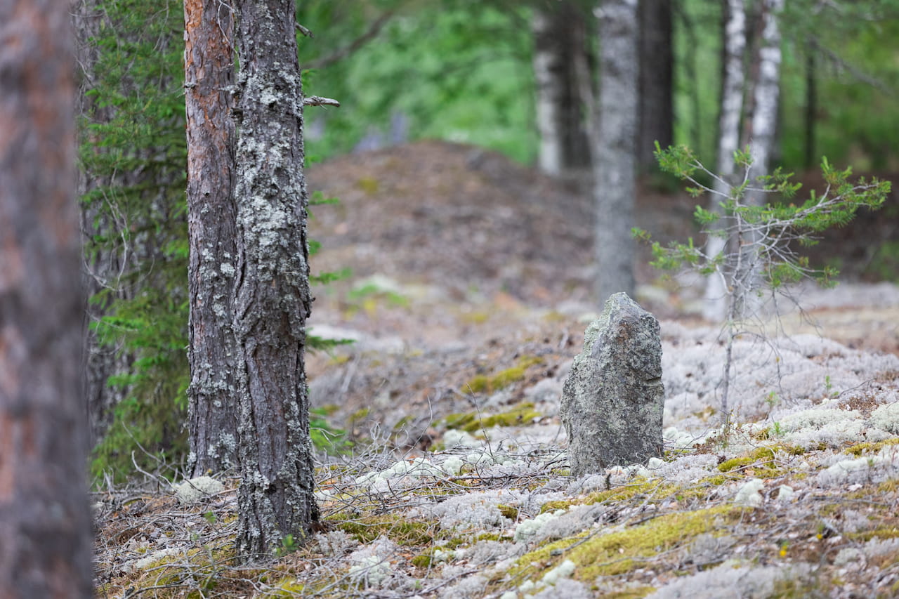 Rajat auki! Missäs se metsätilan raja menikään?