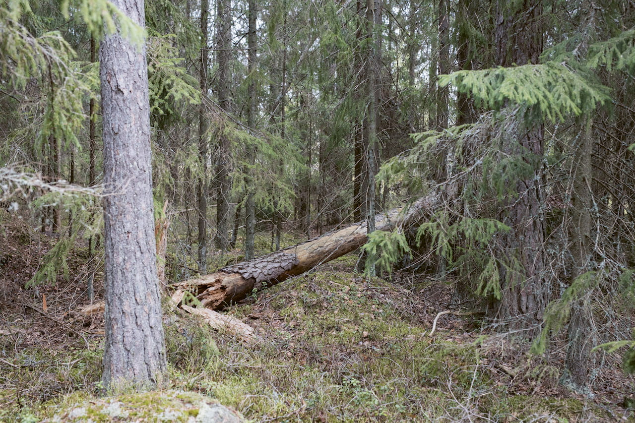 Monimuotoinen metsä osa 4: Vapaaehtoinen suojelu ja ennallistaminen METSO- ja Helmi-ohjelmilla