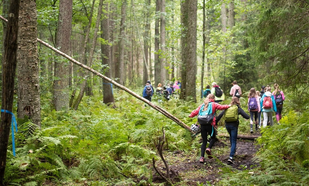 Suomen Metsäsäätiön apurahahaku taas avoinna