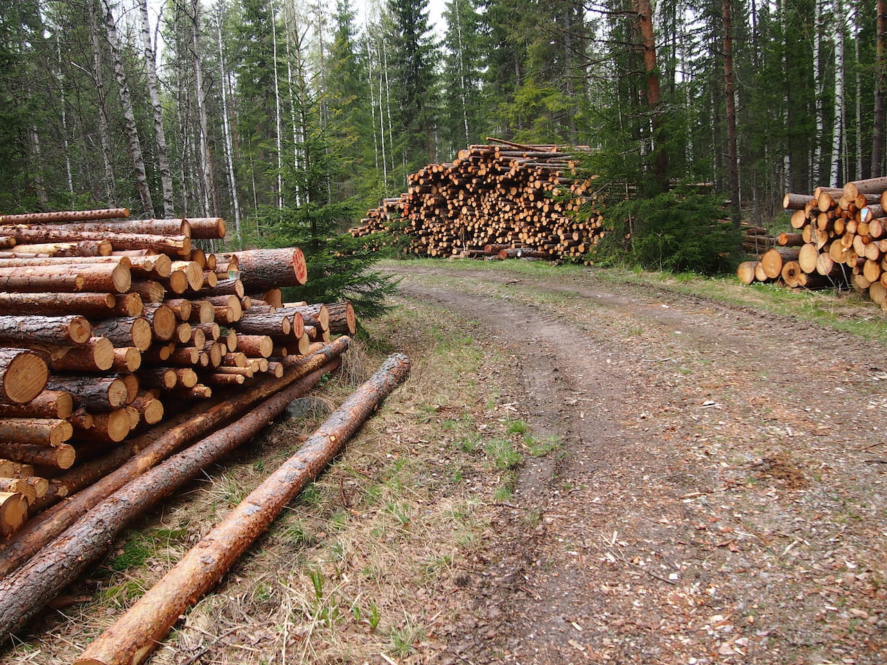 Puumarkkinakatsaus syyskuu 2025