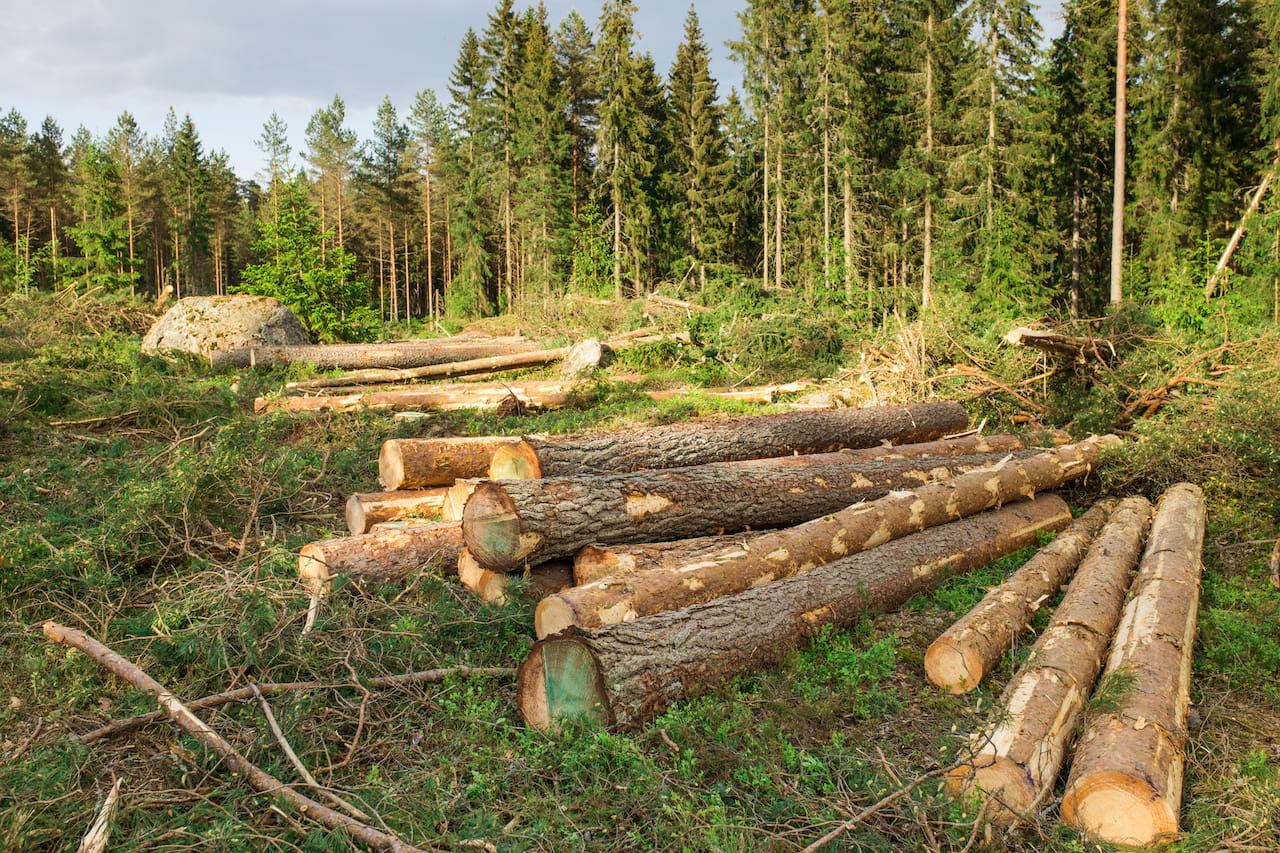 puukaupan työkalut