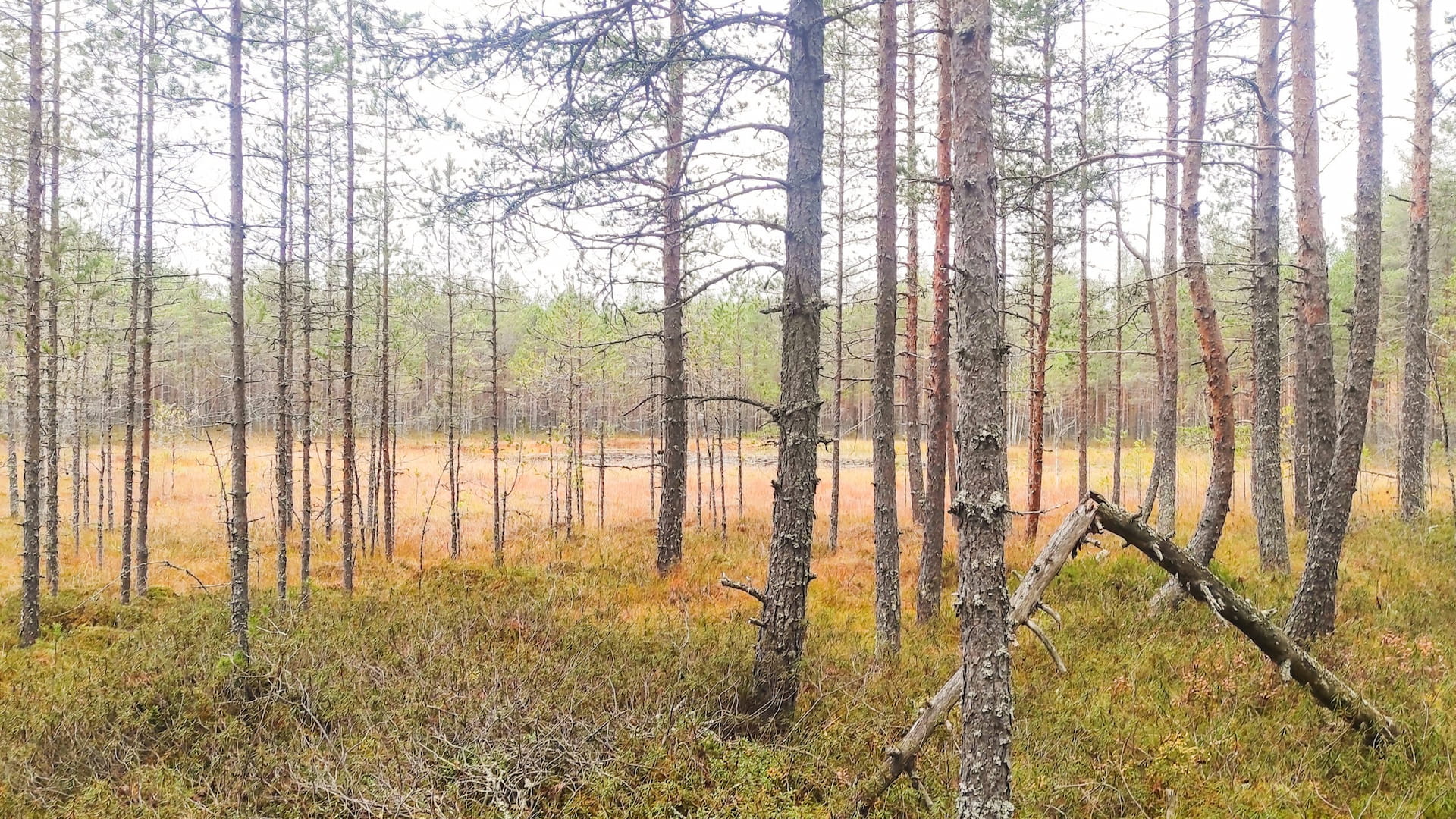 Suon ennallistaminen on yksi tulevaisuuden luonnonhoitotoimenpiteistä. Kuva: Jyrki Mäkiranta