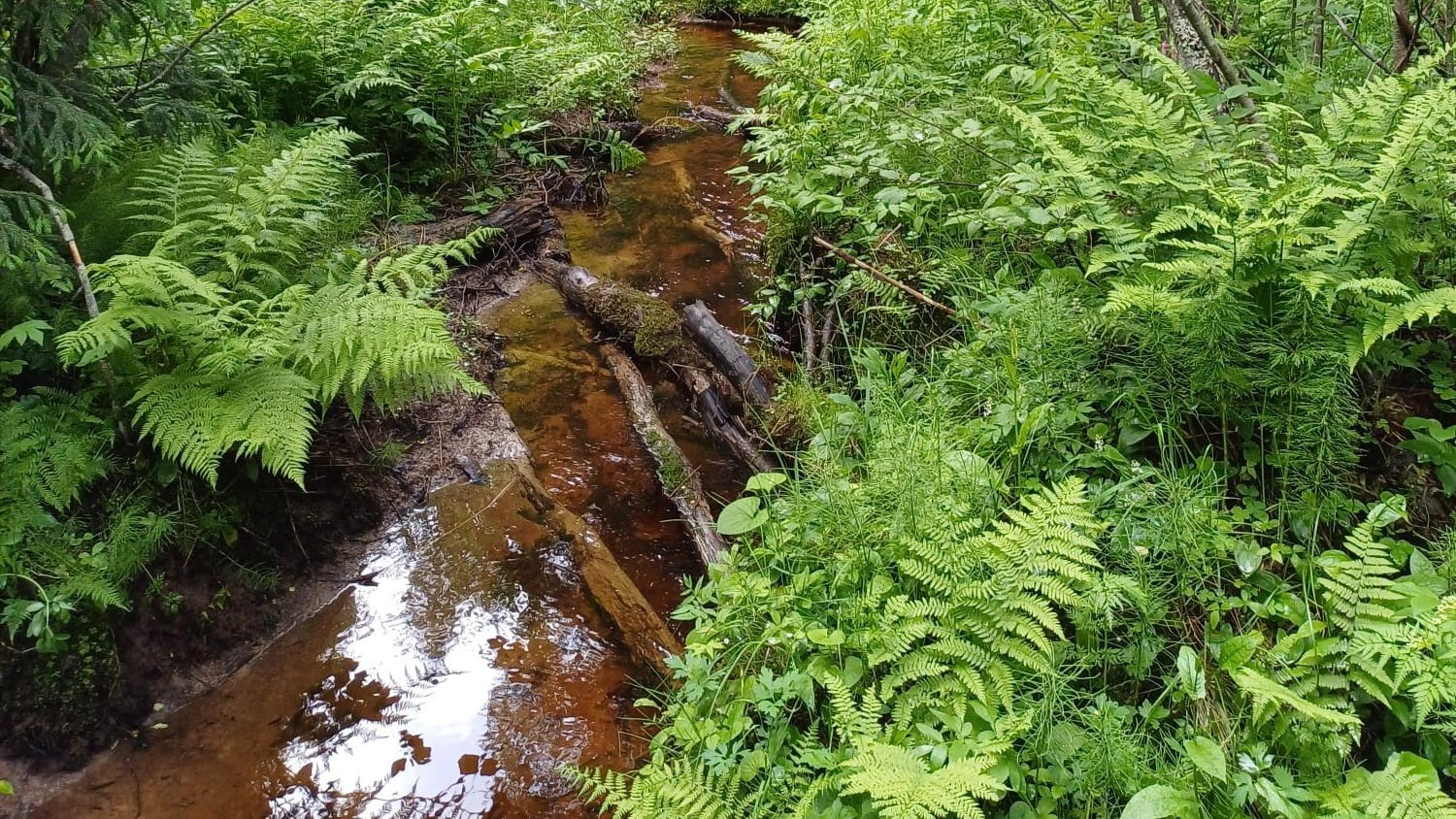 Mitä metsänomistajan kannattaa tietää luonnonarvokaupasta?