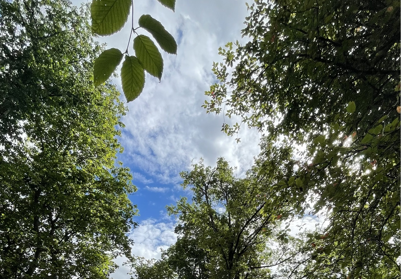 metsäkävely mustilan arboretum