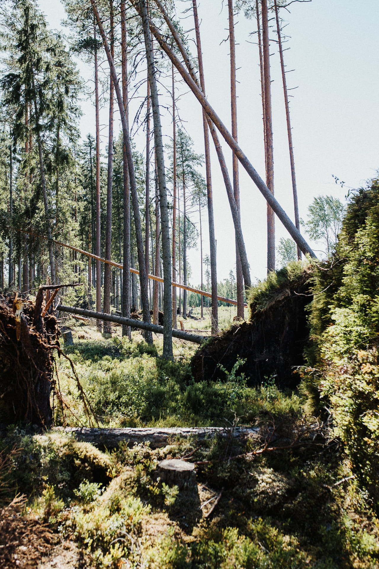 Iskikö myrsky metsään? Tässä muistilista metsänomistajalle