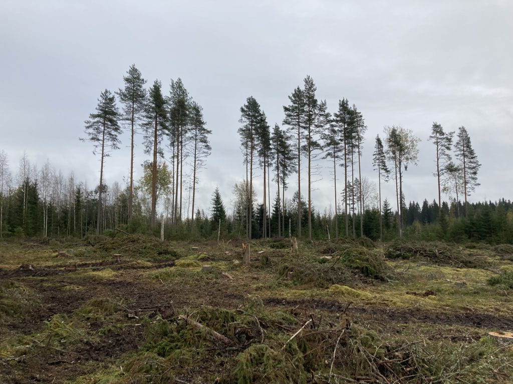 Sisäinen laadunvalvonta ottaa huomioon mm. säästöpuiden määrän ja sijainnin leimikolla.