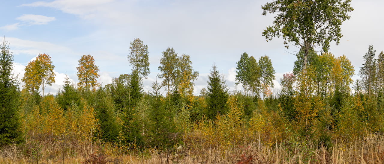 PEFC-kriteerien sisäinen laadunvalvonta kunnossa Mhy Kymenlaaksossa