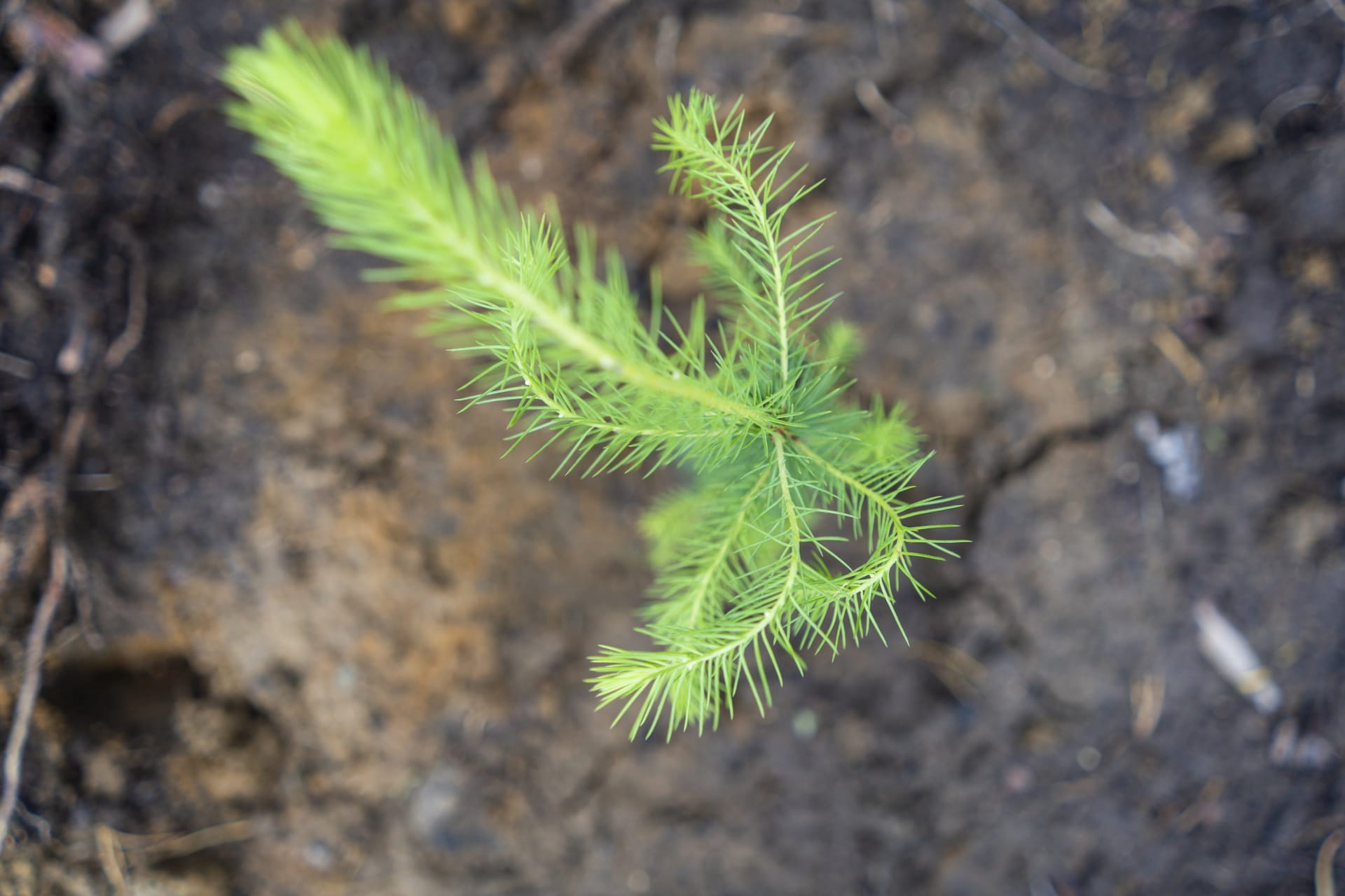 Metsänviljelykauden avajaiset Valkeala