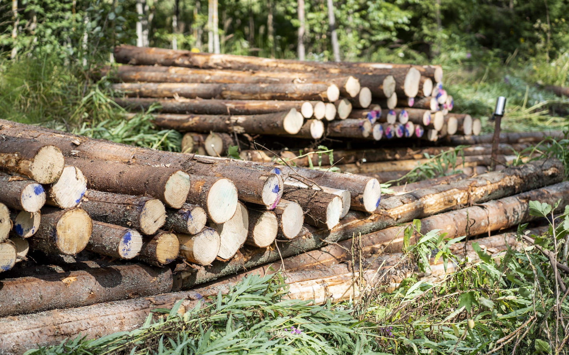 Kaakkois-Suomen puumarkkinakatsaus: Alkuvuoden puukauppahuippu toukokuussa 