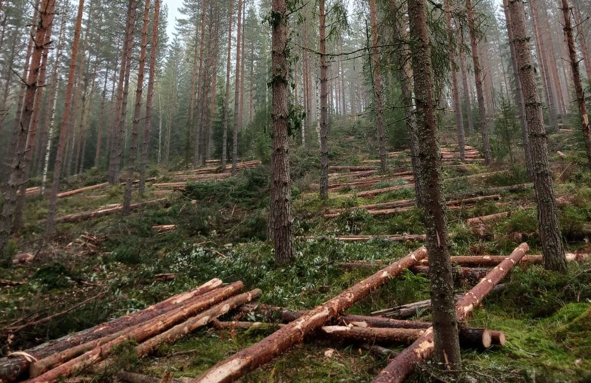 Puukaupan kilpailuttaminen on nyt erityisen tärkeää