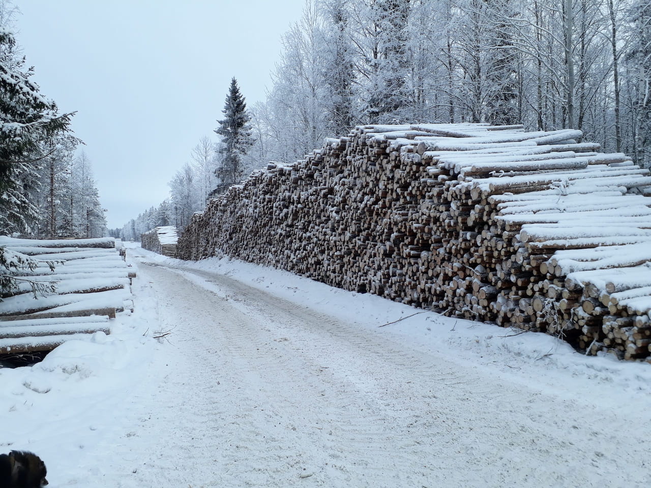 Odotettavissa vilkas puukauppavuosi 2023