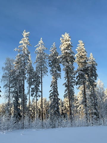 Mikä kannustaa aktiiviseen metsänhoitoon?