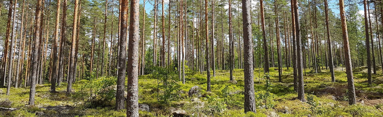 Paikalliset jäsenedut