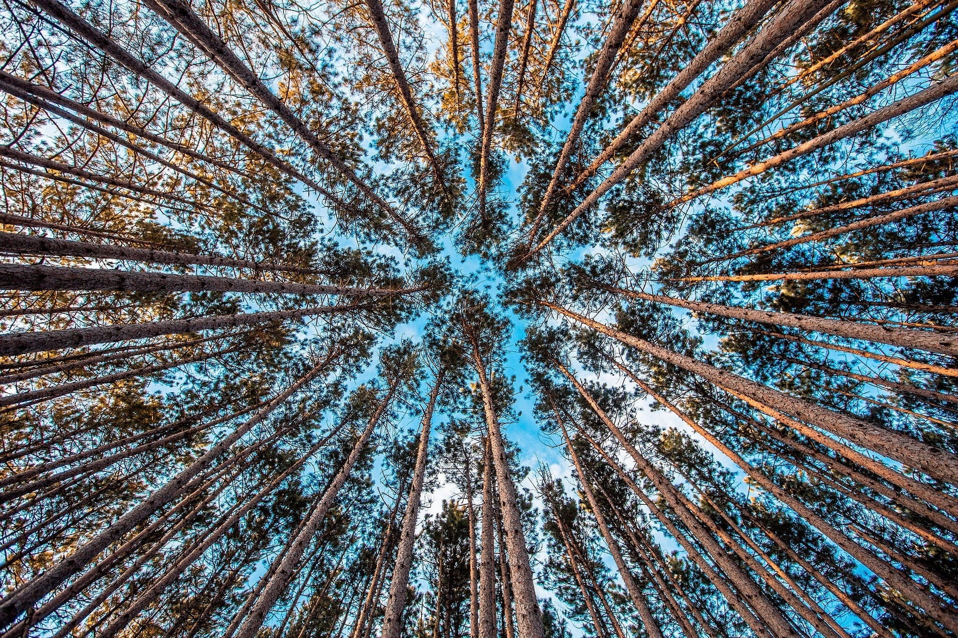 Yhteismetsäilta Piispalassa