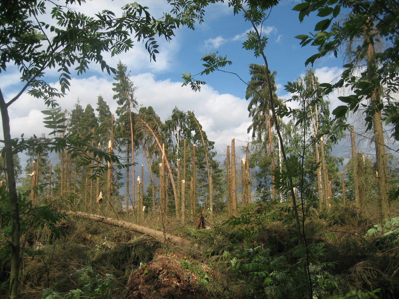 Myrskyn jälkeen: muistilista metsänomistajalle