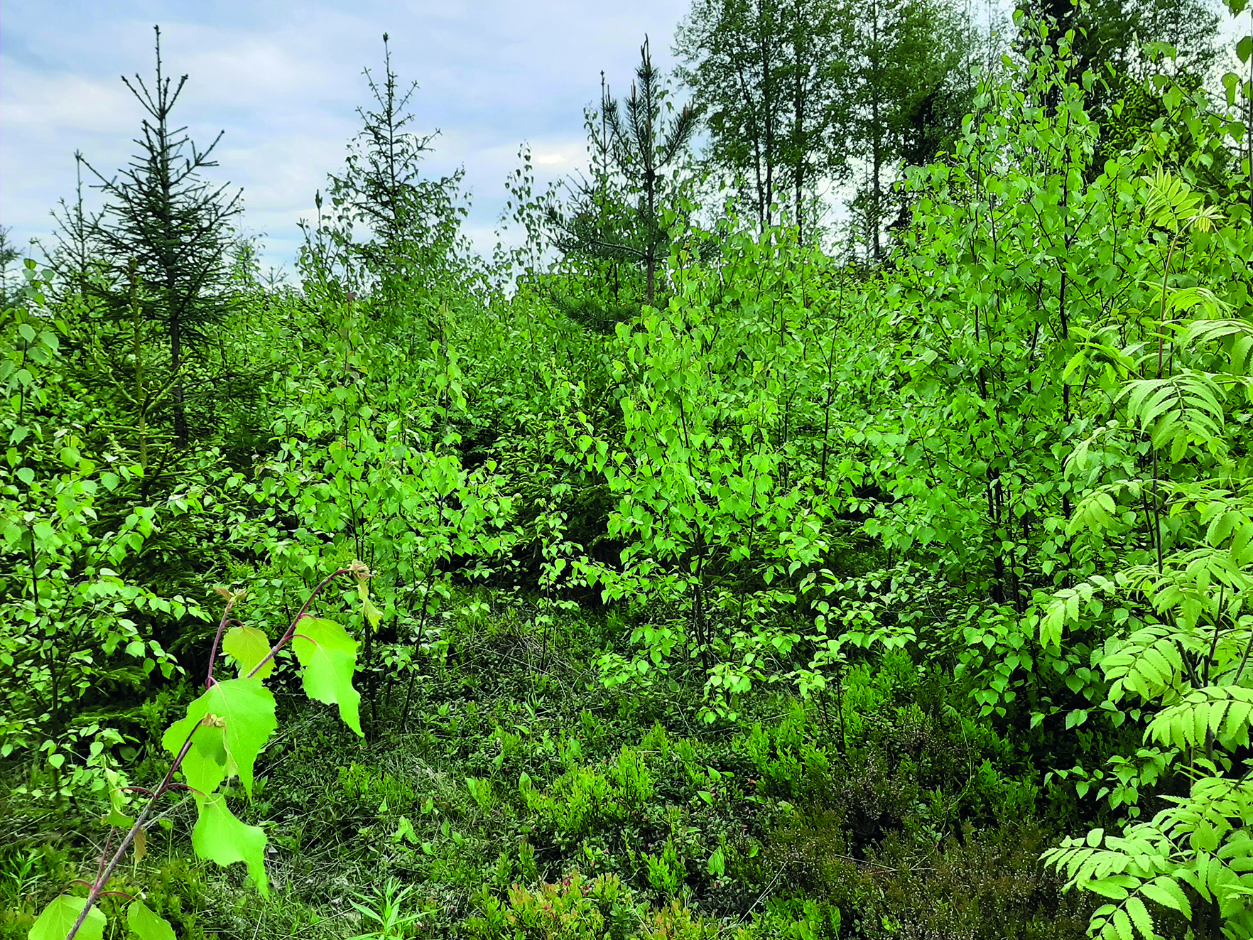 Taimikonhoitoa käytännössä