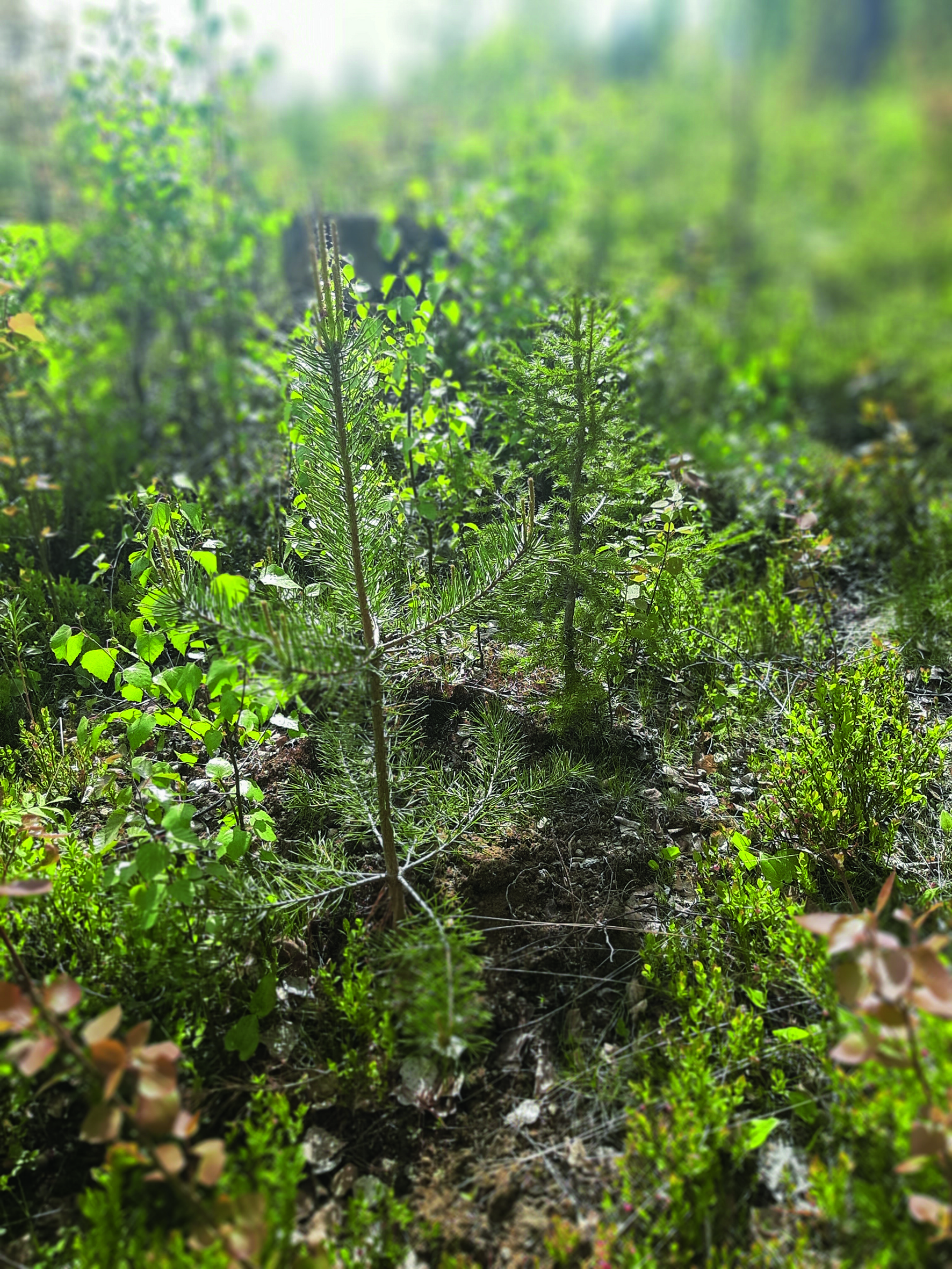 Yhden puulajin metsät vähenevät