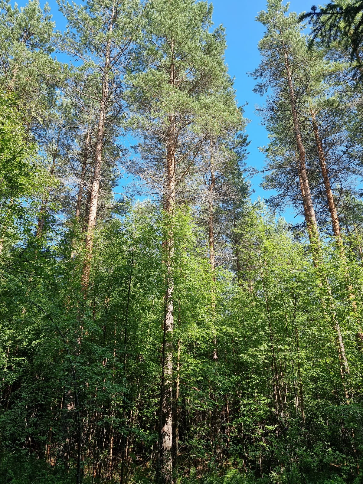 Suometsien kasvatus, puuntuotos ja kannattavuus?