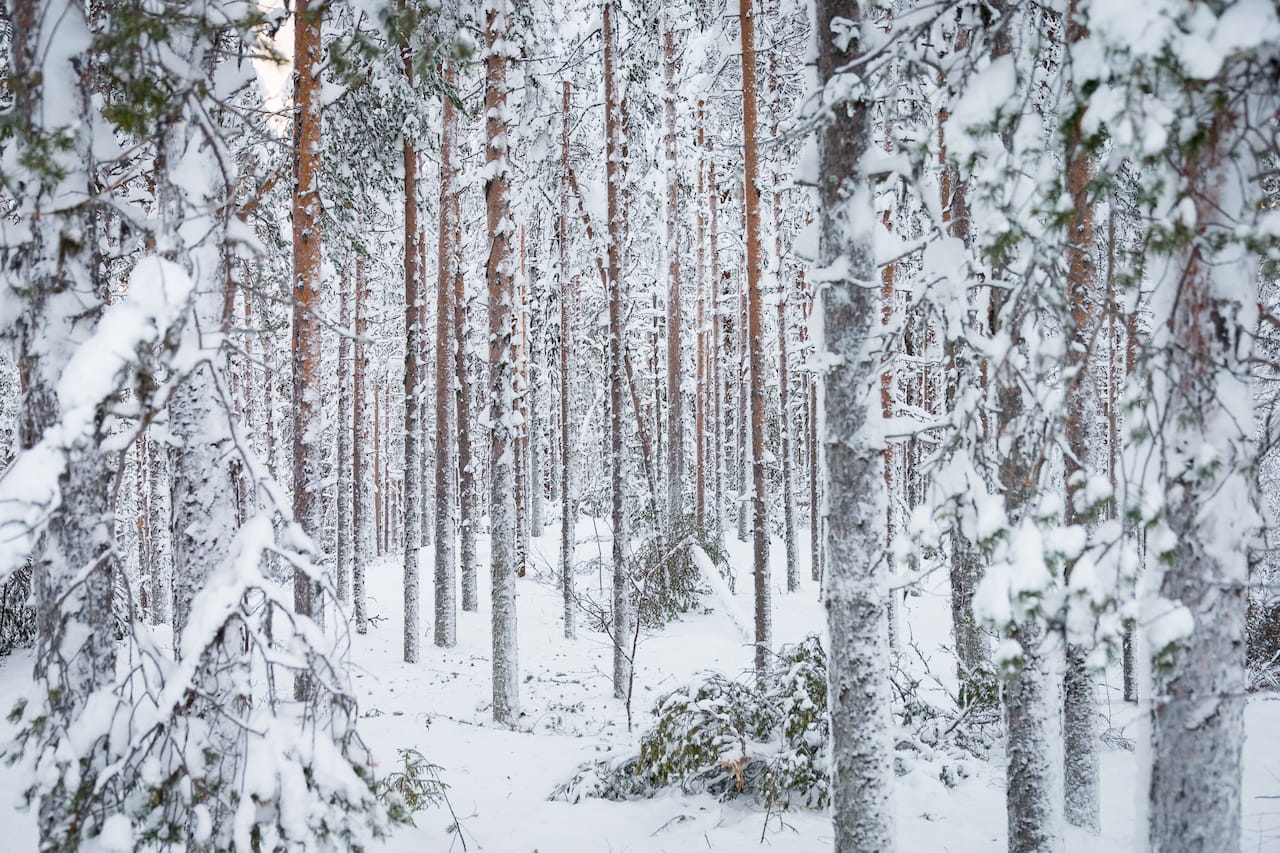 Tykkylumen aiheuttamia tuhoja odotettavissa tänä talvena