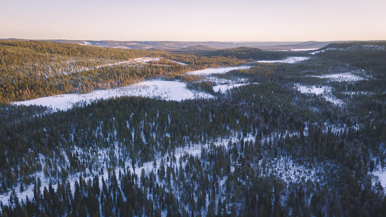 Tule meille töihin! Haemme kahta metsäasiantuntijaa Pellon ja Tornion alueelle