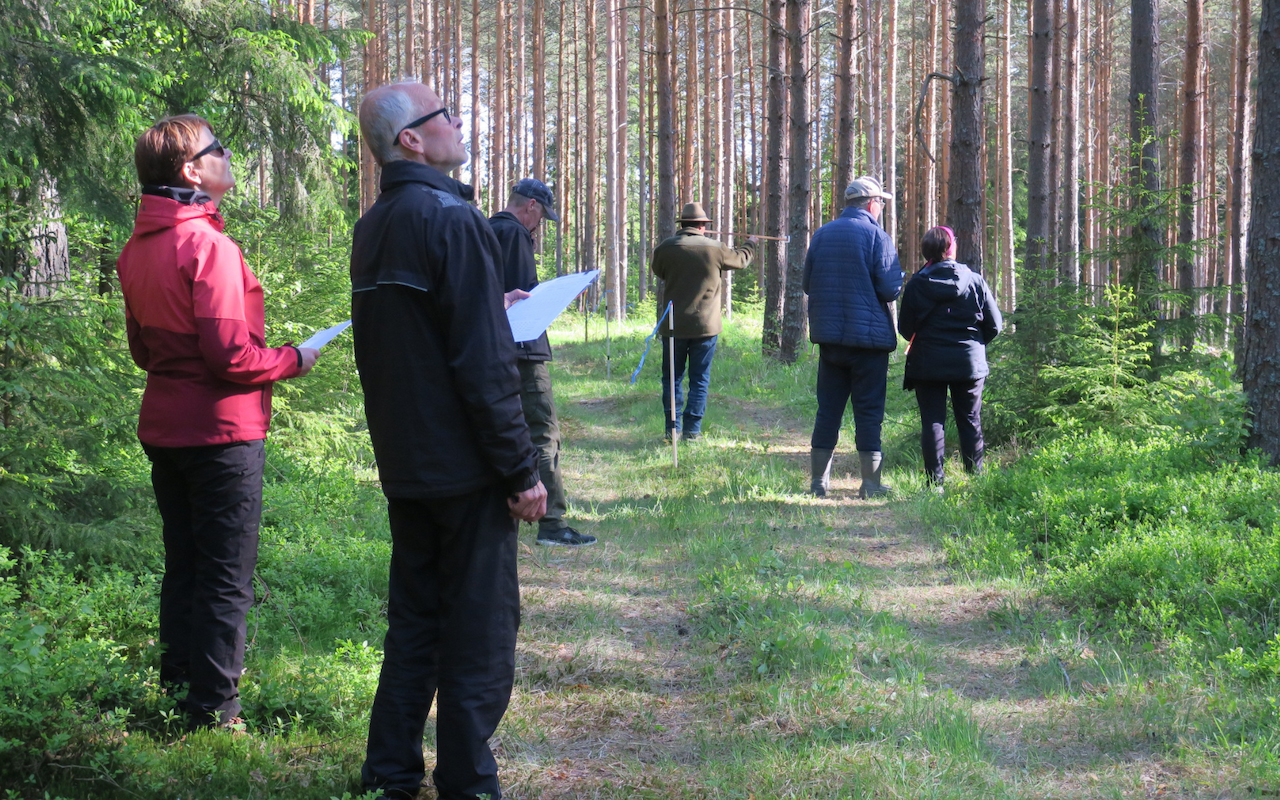 Metsätaitokisat Laitilassa keräsivät runsaasti väkeä