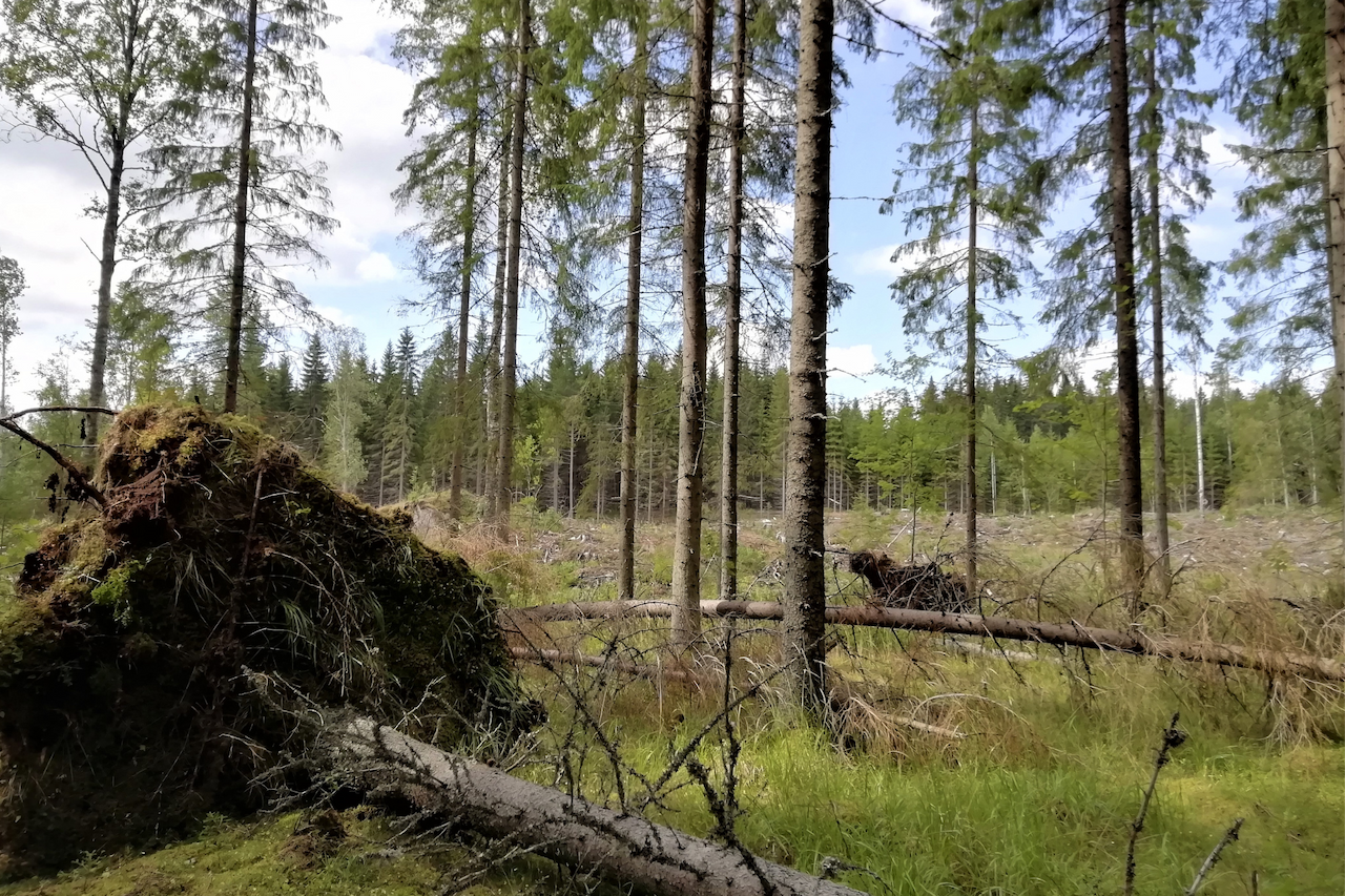 Myrsky riepottelee - tarkasta tuhot